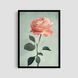 Постер "Soft Blush" flw017_soft_blush_white_antiblik_a1 фото